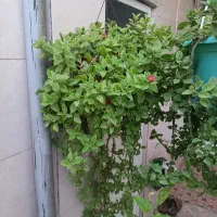 گلدان گل یخ
