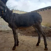 خرگلی بشرط اروم