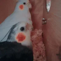 یه جفت عروس هلندی نر و ماده .|پرنده|قم, پردیسان|دیوار