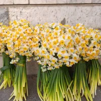 گل نرگس|گل و گیاه طبیعی|یاسوج, |دیوار