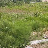 گیلان-کوچصفهان-3000-متر-زمین-مسکونی-سند-دار-شکار