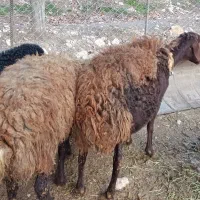 گوسفند داشتی|حیوانات مزرعه|فیروزآباد (لرستان), |دیوار