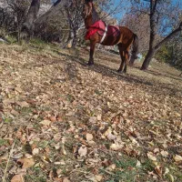 سه راس اسب جوان