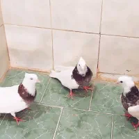 کبوتر|پرنده|شادگان, |دیوار