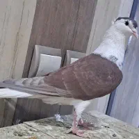 ۵تا پلاس کاکلی جوجه ریز با نروماده