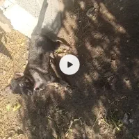 توله سگ|سگ|آبدانان, |دیوار