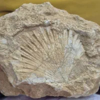 فسیل|کلکسیون اشیاء عتیقه|تهران, مخصوص|دیوار