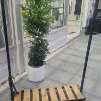رگال