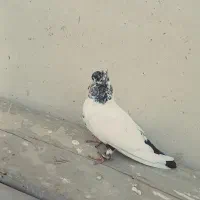 کفتر خوب واسه پرش یا جوجه گیری|پرنده|ایلخچی, |دیوار