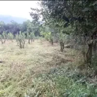 زمین.باغی|فروش زمین و ملک کلنگی|چابکسر, |دیوار