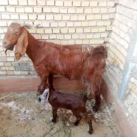 بز مطفل|حیوانات مزرعه|خرمشهر, |دیوار