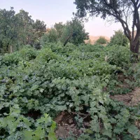 باغ