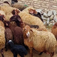 گوسفند میش  بره دار و آبستن جوان مالچه