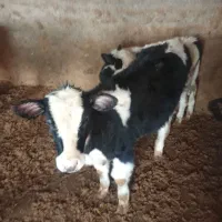 قیمت 63|حیوانات مزرعه|تاکستان, |دیوار