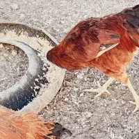 جوجه های فره|حیوانات مزرعه|مرادلو, |دیوار