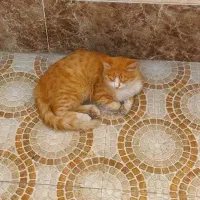 گمشده در سامانسر کوچه صفایی|حیوانات|بندر انزلی, سامانسر|دیوار