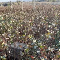 نهال پسته بادامی ریز زرندی|گل و گیاه طبیعی|ماهان, |دیوار