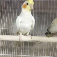 عروس هلندی نر ماده مولد جوجه آلبینو لوتینو طوسی|پرنده|تهران, جوادیه|دیوار