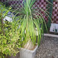 فروش گل لیندا