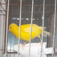 قناری و سقا|پرنده|کرمان, |دیوار