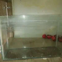 اکواریوم مفت