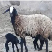 گوسفند نژاد شال