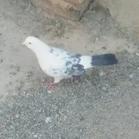 کفتر پشت سنگی