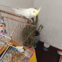 عروس هلندی سخنگو