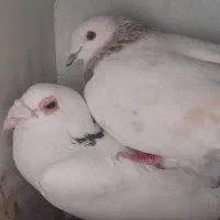 جفت زاجر و طوقی