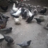 گلچینی از بهترین نژاد مرغ وخروس