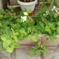 گل ناز یخی|گل و گیاه طبیعی|ابهر, |دیوار