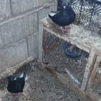 کبوترزاغ دم سفید