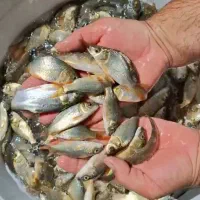 عرضه ماهی گرمابی