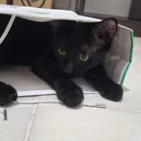 واگذاری بچه گربه سیاه|گربه|محمدیه-قزوین, |دیوار