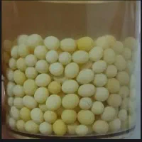 تخم حلزون خاویار حلزون