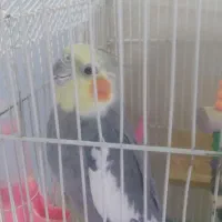 عروس هلندی نر دستی خریدقناری هم دارم