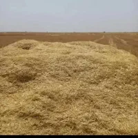 کاه گندم آبی