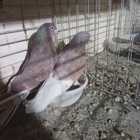 کبوتر پرشی دهن جور