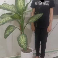 گل دیفن باخیا