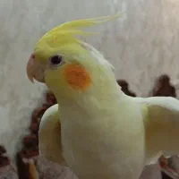 عروس هلندی لوتینو