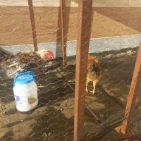 مرغ و خروس