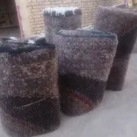 بسیار عالی بافت جفت شش متری ۶ متری۴۰ رج|فرش|ارومیه, |دیوار