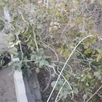 زمین لب جاده اصلی