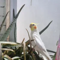 پرنده عروس 3