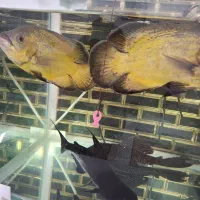 گوربه ماهی|ماهی|مشهد, امیرآباد|دیوار