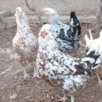 فروش تخم مرغ گلین