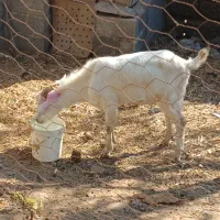 نر بز سانن|حیوانات مزرعه|گیلوان, |دیوار