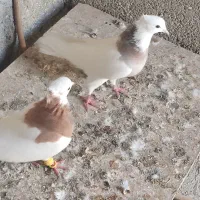 کبوتر طوقی زرد|پرنده|مهر, |دیوار