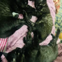 بچه گربه مشکی