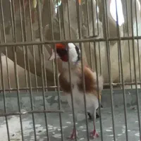 سهره نر چهار گل نشون دار جوجه قفس